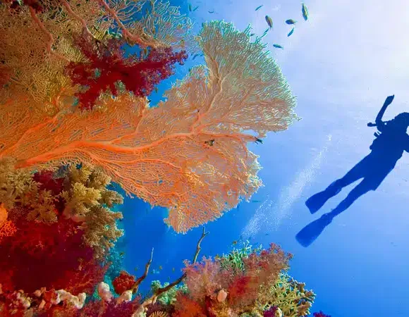 The History and Beauty of the Red Sea’s Coral Reefs